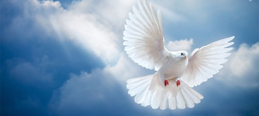 صلح و جنگ در سیرة پیامبر اعظم(صلی‌الله علیه وآله)